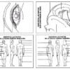 Anatomía x 40 Sellos - (Hasta agotar existencias) - Image 2