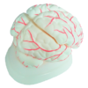 Cerebro Humano Completo Desarmable