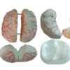 Cerebro Humano Completo Desarmable - Image 2